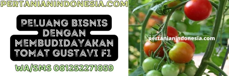peluang,bisnis,agribisnis,agrobisnis,budidaya tomat gustavi
